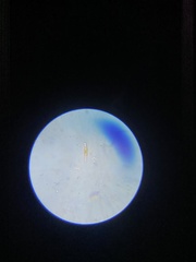 Cymbella