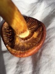 Gymnopilus junonius