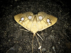 Nosophora semitritalis