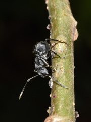 Polyrhachis schistacea