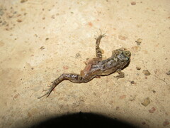 Adenomera hylaedactyla