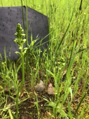 Microtis unifolia