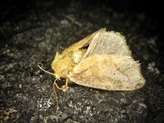 Narosoideus flavidorsalis