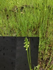 Microtis unifolia