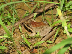 Leptodactylus petersii