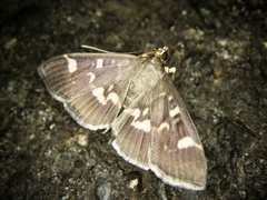 Herpetogramma luctuosalis