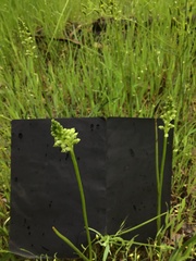 Microtis unifolia
