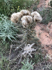 Cirsium ochrocentrum