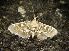 Piletocera sodalis