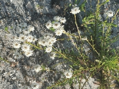 Pseudoselago serrata