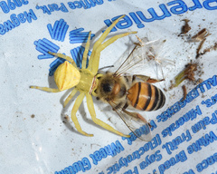 Apis mellifera scutellata