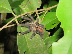 Avicularia juruensis