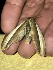 Truncaptera truncata