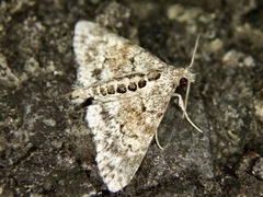 Paragona cleorides