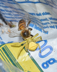 Apis mellifera scutellata