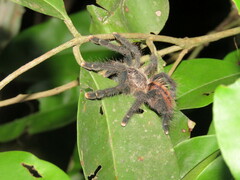 Avicularia juruensis