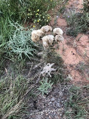 Cirsium ochrocentrum