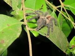 Avicularia juruensis