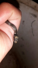 Natriciteres sylvatica