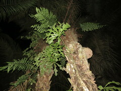 Anthurium clavigerum
