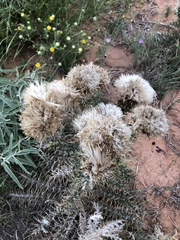 Cirsium ochrocentrum