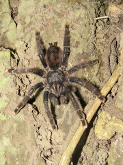 Avicularia avicularia