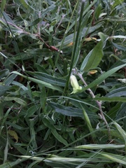 Billardiera mutabilis