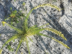 Microdon dubius