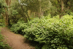Plectranthus fruticosus
