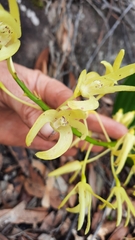 Dendrobium speciosum