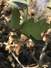 Cynips multipunctata