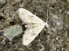 Araeopteron amoena