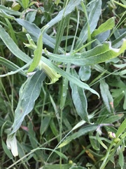 Billardiera mutabilis