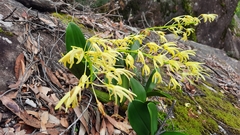 Dendrobium speciosum