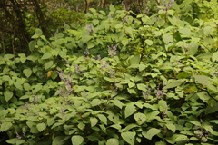 Plectranthus fruticosus