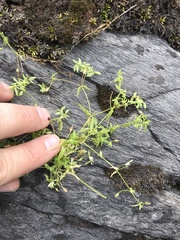 Stellaria borealis
