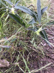 Billardiera mutabilis