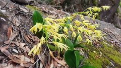 Dendrobium speciosum