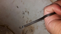 Natriciteres sylvatica