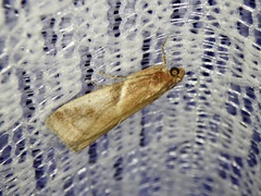 Acrobasis ferruginella