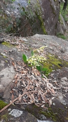 Dendrobium speciosum