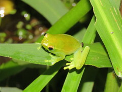 Sphaenorhynchus lacteus