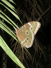 Morpho helenor