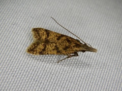 Dichomeris harmonias