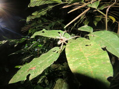 Phoneutria boliviensis