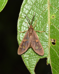Pseudonaclia puella