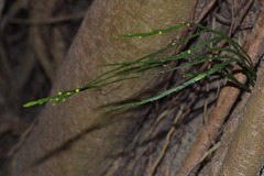 Psilotum complanatum