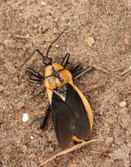 Ectrichodia crux