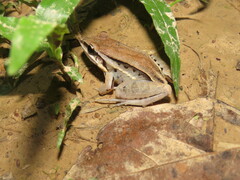 Leptodactylus elenae
