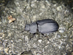 Heterotarsus carinula